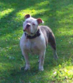 Dog Featured Image