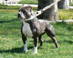 Dog Featured Image