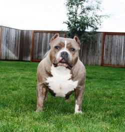 Dog Featured Image