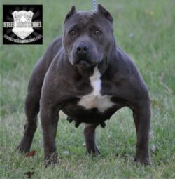 Dog Featured Image