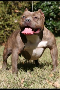 Dog Featured Image