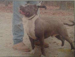 Dog Featured Image