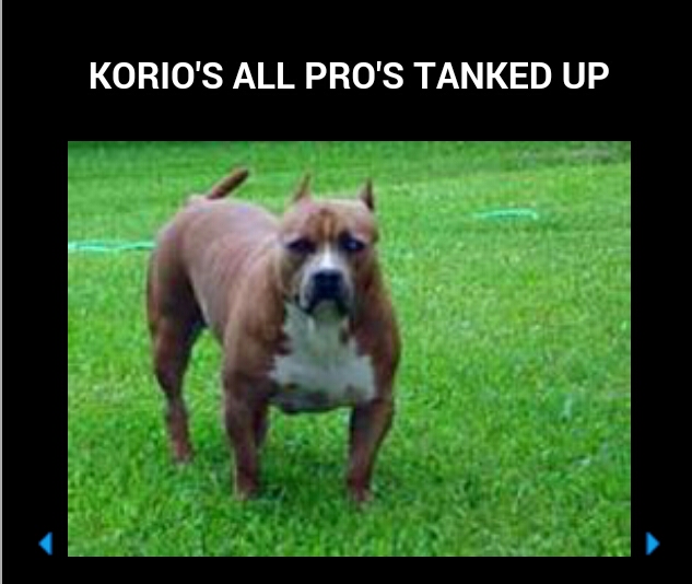 Dog Featured Image
