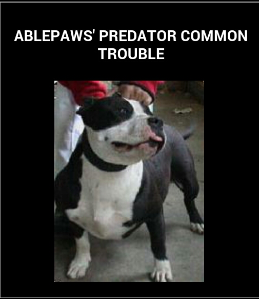 Dog Featured Image