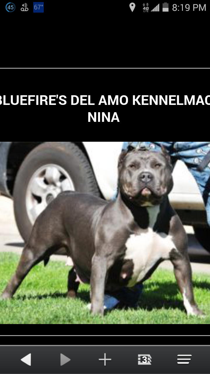 Dog Featured Image