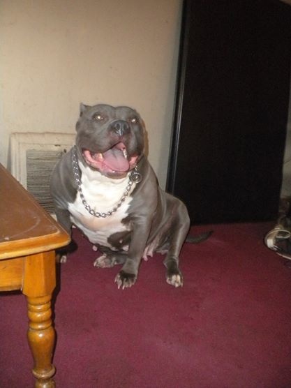 Dog Featured Image
