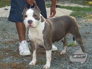 blue brindle razor edge pitbull