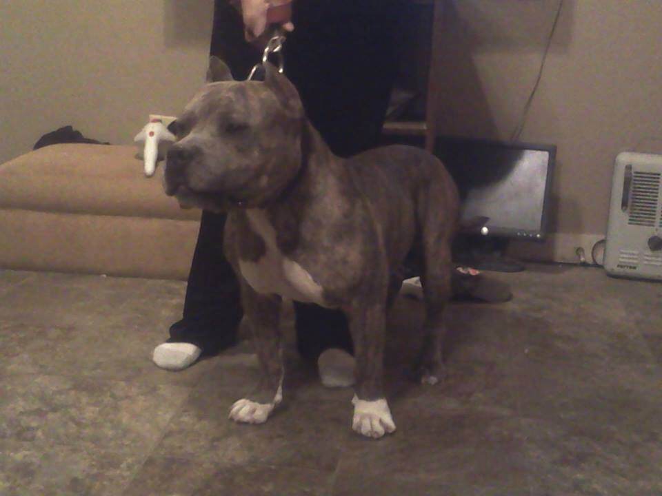 Dog Featured Image