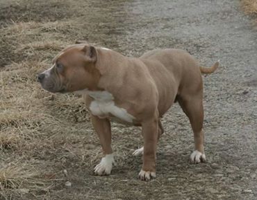 Dog Featured Image
