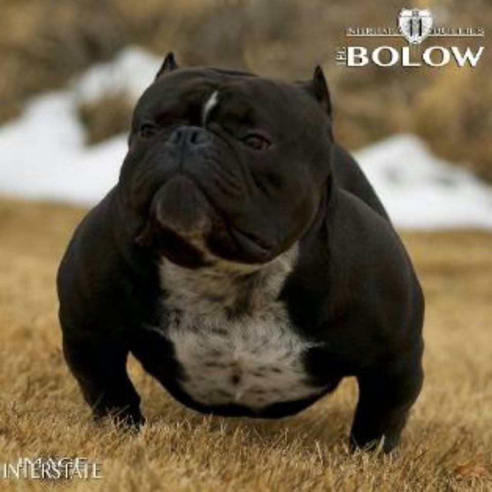 Dog Featured Image