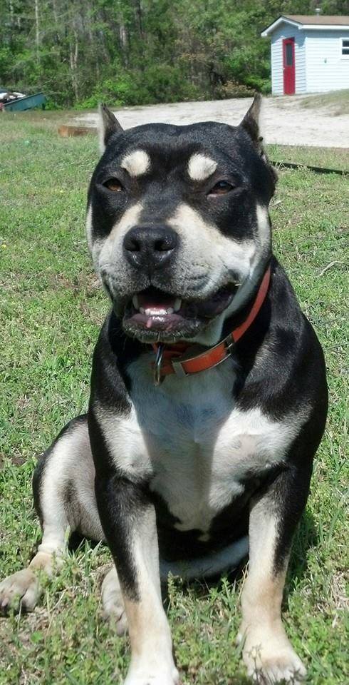 Dog Featured Image