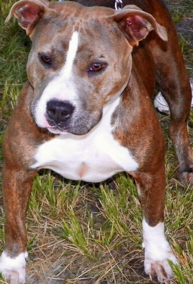 Dog Featured Image