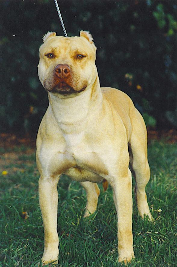 Dog Featured Image