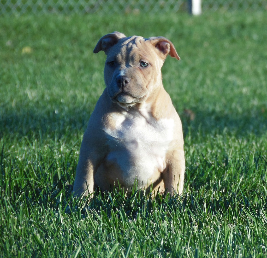 Dog Featured Image