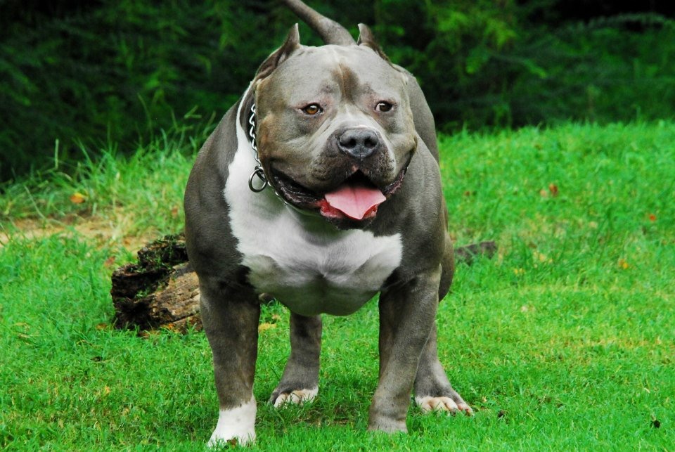 ●PIT BULL VICIOUS the-vicious-pitbull-v0-