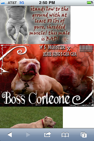 Dog Featured Image
