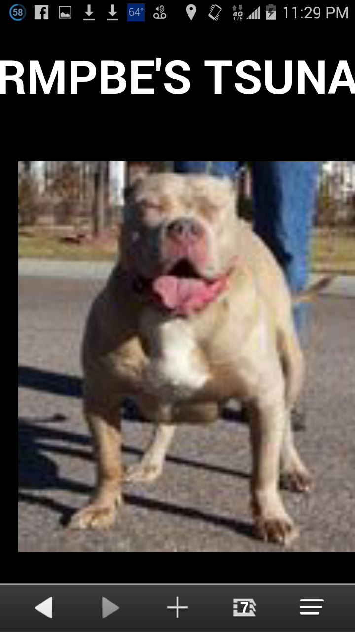 Dog Featured Image