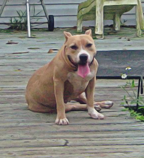 Dog Featured Image
