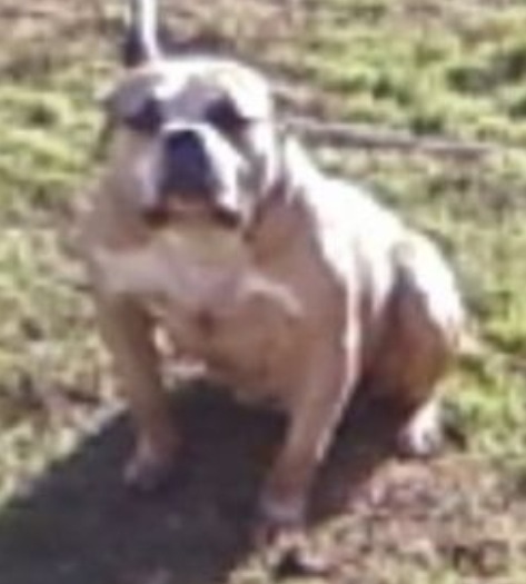 Dog Featured Image