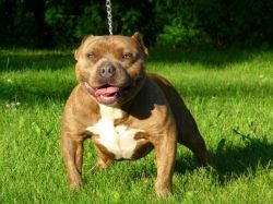 Dog Featured Image