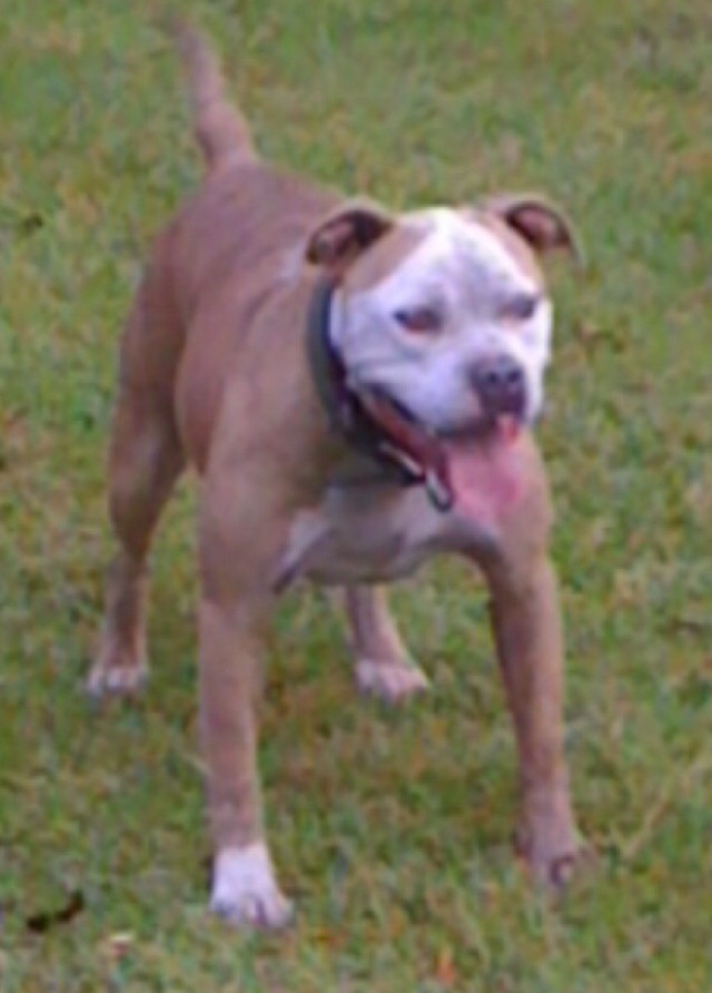 Dog Featured Image