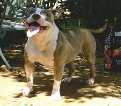 Dog Featured Image