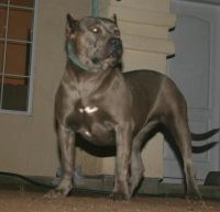 Dog Featured Image
