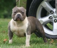 Dog Featured Image