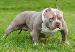 Dog Featured Image