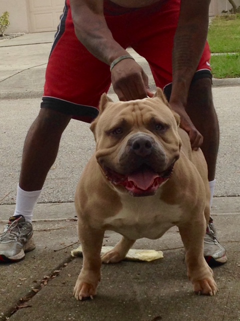 Dog Featured Image