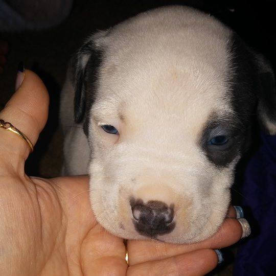 Dog Featured Image