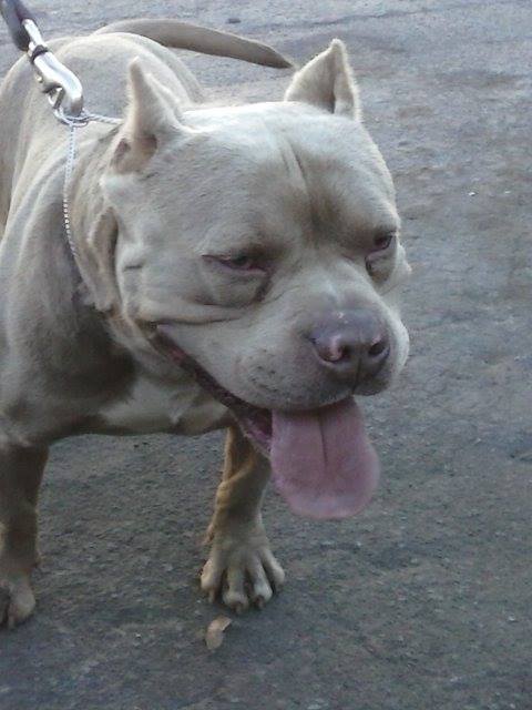 Dog Featured Image