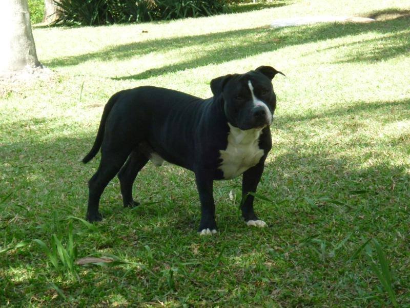 Dog Featured Image