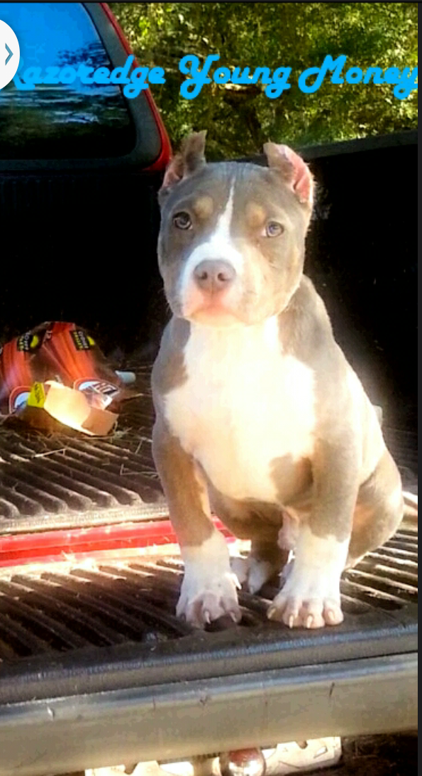 Dog Featured Image