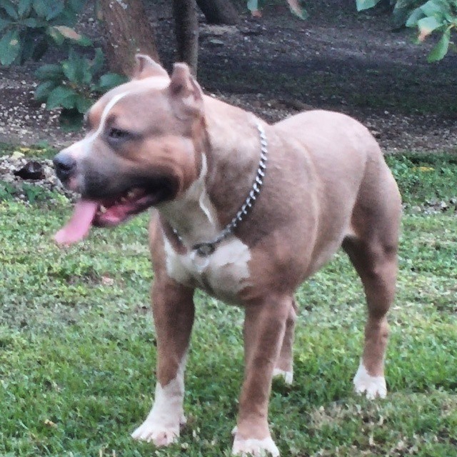 Dog Featured Image