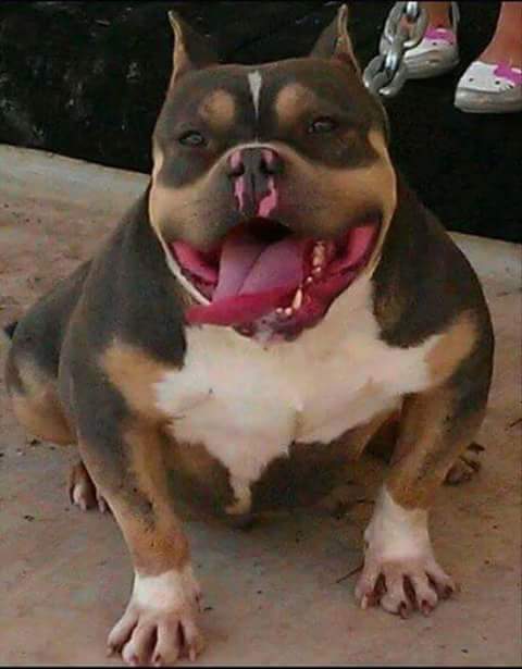 Dog Featured Image