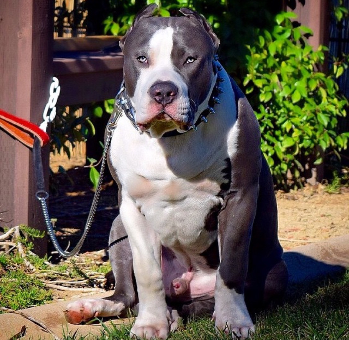 Dog Featured Image