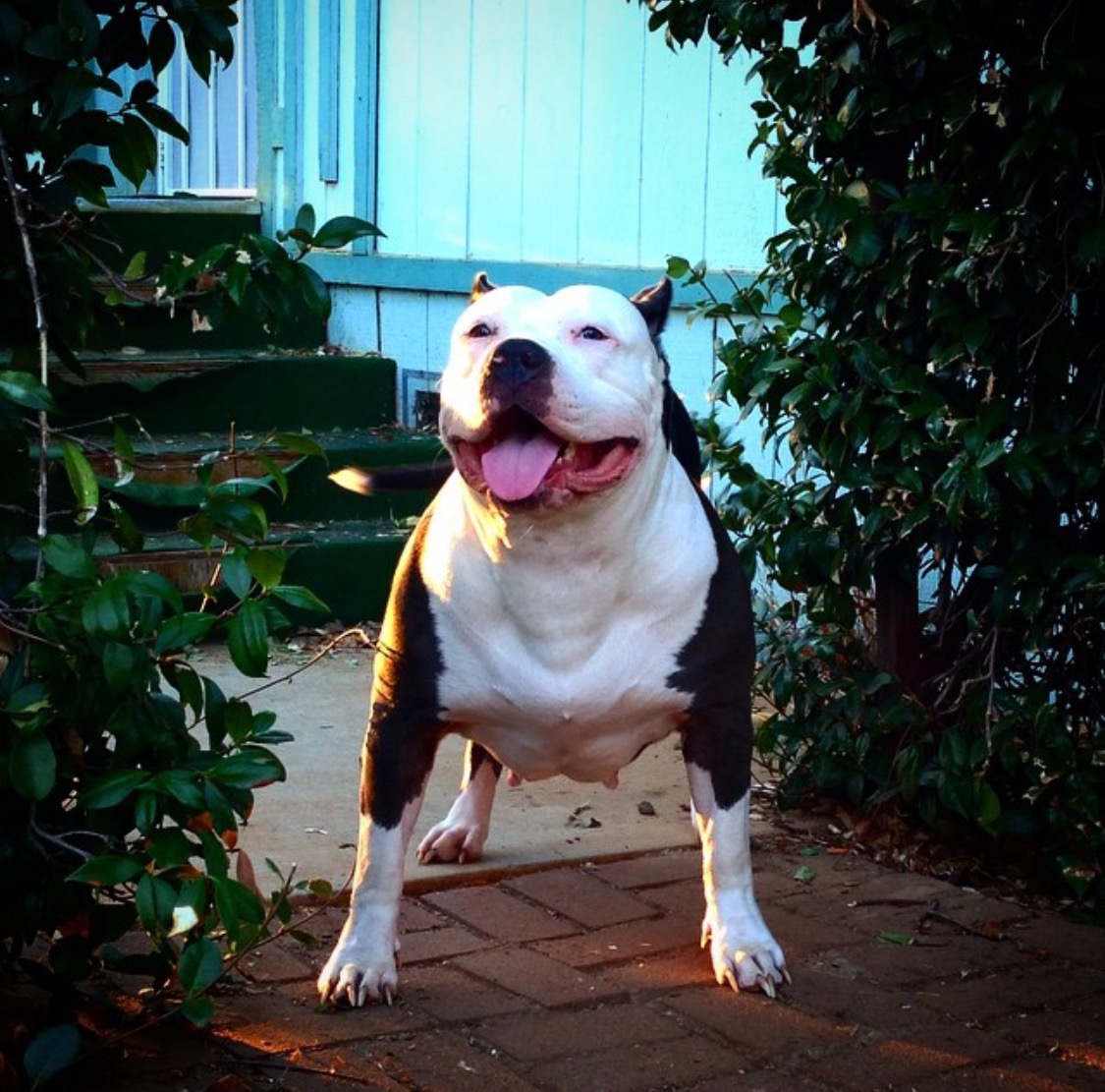 Dog Featured Image