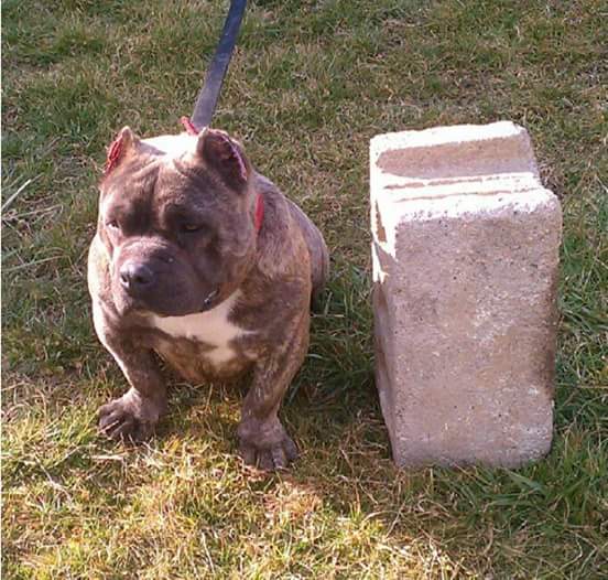 Dog Featured Image