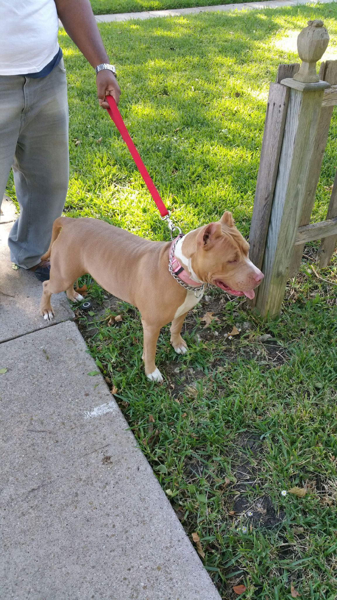 Dog Featured Image