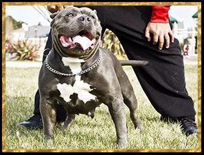 Dog Featured Image