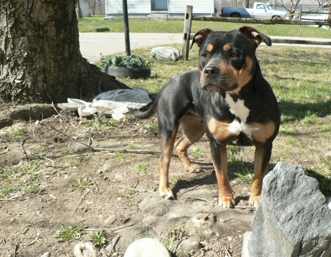 Dog Featured Image
