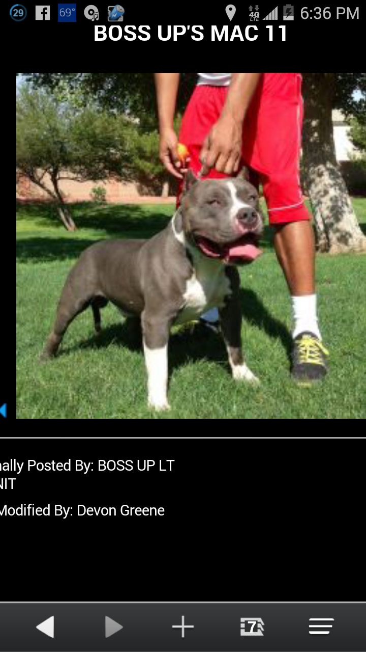 Dog Featured Image