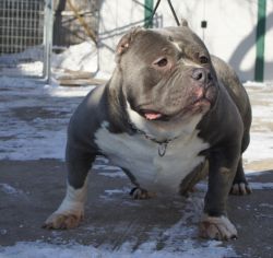 Dog Featured Image