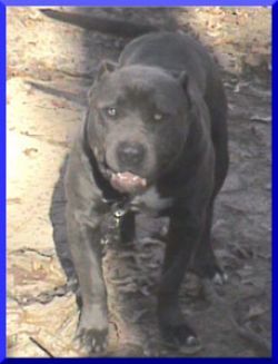 Dog Featured Image