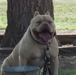 Dog Featured Image