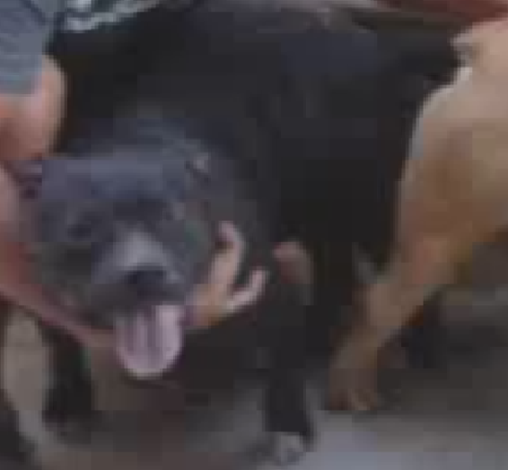 Dog Featured Image
