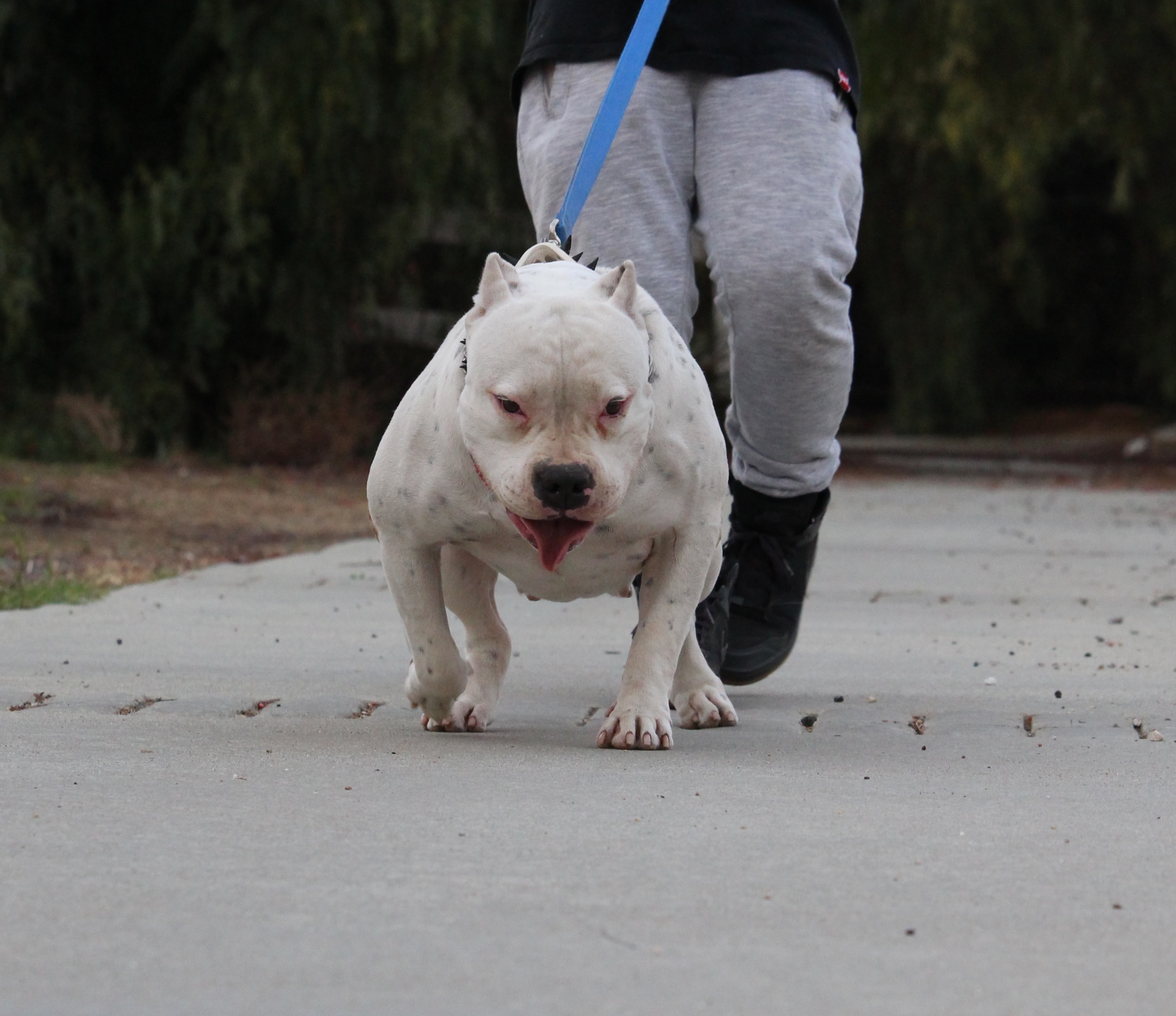 Dog Featured Image