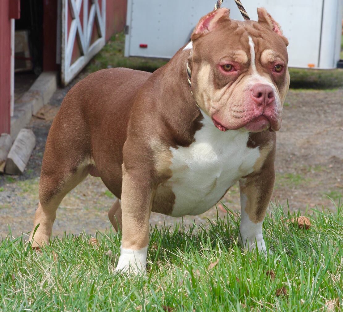 Dog Featured Image