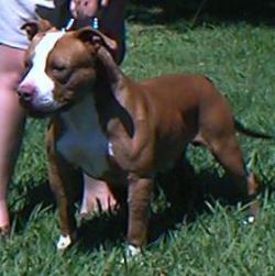Dog Featured Image